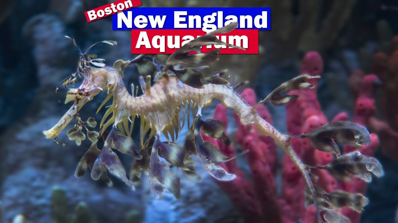 boston aquarium virtual tour