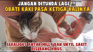 Waspada Penyakit Kucing Mematikan Segera Bawa Ke Dokter by Bubu Story The Cat 2,307 views 4 months ago 7 minutes, 39 seconds