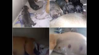 Parto De Uma Pit Bull.