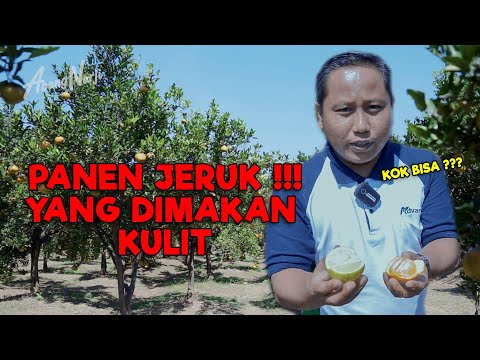 PANEN JERUK LANGSUNG DARI POHONYA, TAPI BISA DIMAKAN KULITNYA || KOK BISA ??? - JURAGAN LAHAN