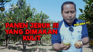 PANEN JERUK LANGSUNG DARI POHONYA, TAPI BISA DIMAKAN KULITNYA || KOK BISA ??? - JURAGAN LAHAN