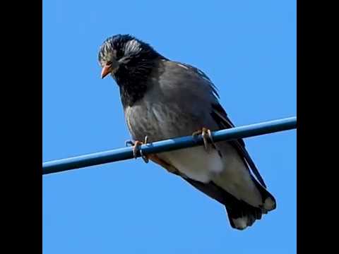 鳥の鳴き声 ムクドリの鳴き声 さえずり Wild Birds Sounds Youtube