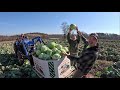 A vegetable farm in november whats it like