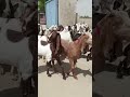 Apna Shah g YouTube Chanel plz subscribe like sheare