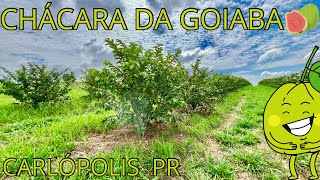 Sítio 1.5 alqueires com lavoura de goiaba R$ R$ 600.000,00