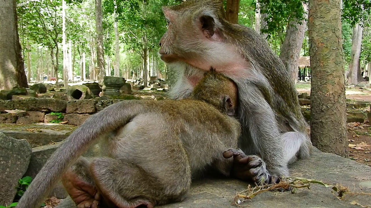 foundry Timo Requests Milk Again, Tima Trying To Wean Big Baby Timo