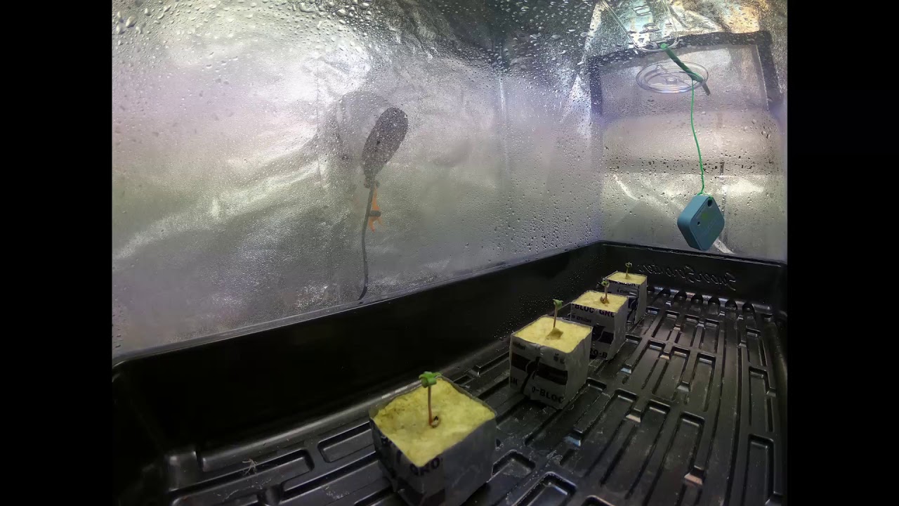 Blue Dream Germination Time Lapse in Rockwool