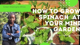 Best way to grow spinach to feed entire family using containers