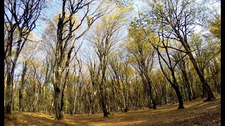 Buynuz Meşəsi, İsmayıllı, Azərbaycan Buynuz Forest, Ismayilli, Azerbaijan