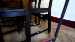 Nestor The Rabbit Playing Ball Again