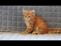 Orange Siberian Cat Kitten