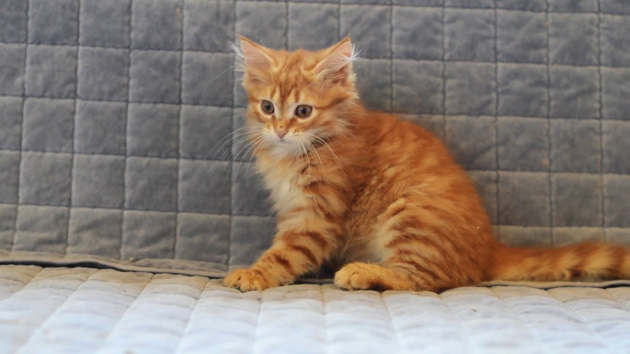 orange siberian kitten