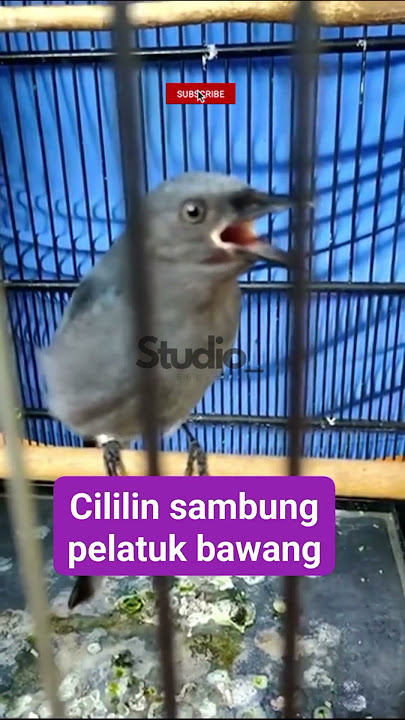 SRIGUNTING ABU-ABU/Mata Putih ‼️Cocok Buat Materan‼️#burungmasteran #kicaumania #burunggacor #burung