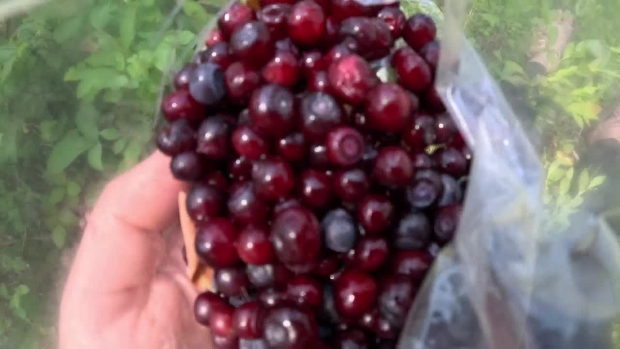 Tips for huckleberry hunting in Western Montana