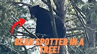 Black Bears Spotted In A Tree! (My First Time Ever Seeing Bears!)