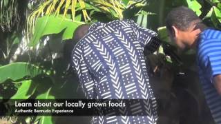 Celebrity Codfish Bermudian Experience Profile