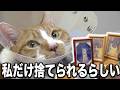 【飼えない】最期を悟った高齢者が終活で家族の猫とお別れする瞬間...【保護猫】