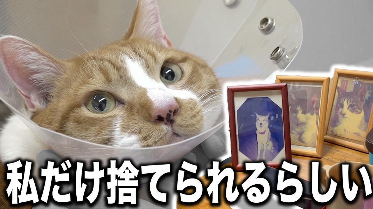 【飼えない】最期を悟った高齢者が終活で家族の猫とお別れする瞬間...【保護猫】