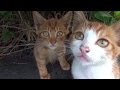 子猫達に接近したら・・?２匹の仲良し子猫がメチャかわいい。野良猫物語44話