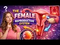 Female reproductive system. uterus. vagina. fallopian tubes. vulva and cervix