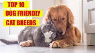 Top 10 Cat Breeds That Get Along With Dogs 🐱🐶 by CatTube 72 views 1 year ago 3 minutes, 20 seconds