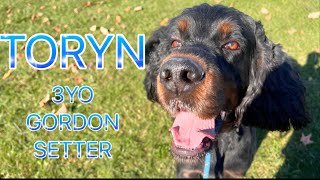 TORYN | 3YO GORDON SETTER | OFF LEASH ECOLLAR TRAINING | ENGAGEMENT