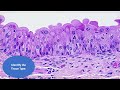 Epithelial Tissues STUDY GUIDE Virtual Flash Cards! updated 2-17-2023