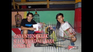 Gaya Unik Nyengklek Si Lovebird Ali Babaopaya Bf