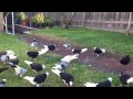 Jds pigeons