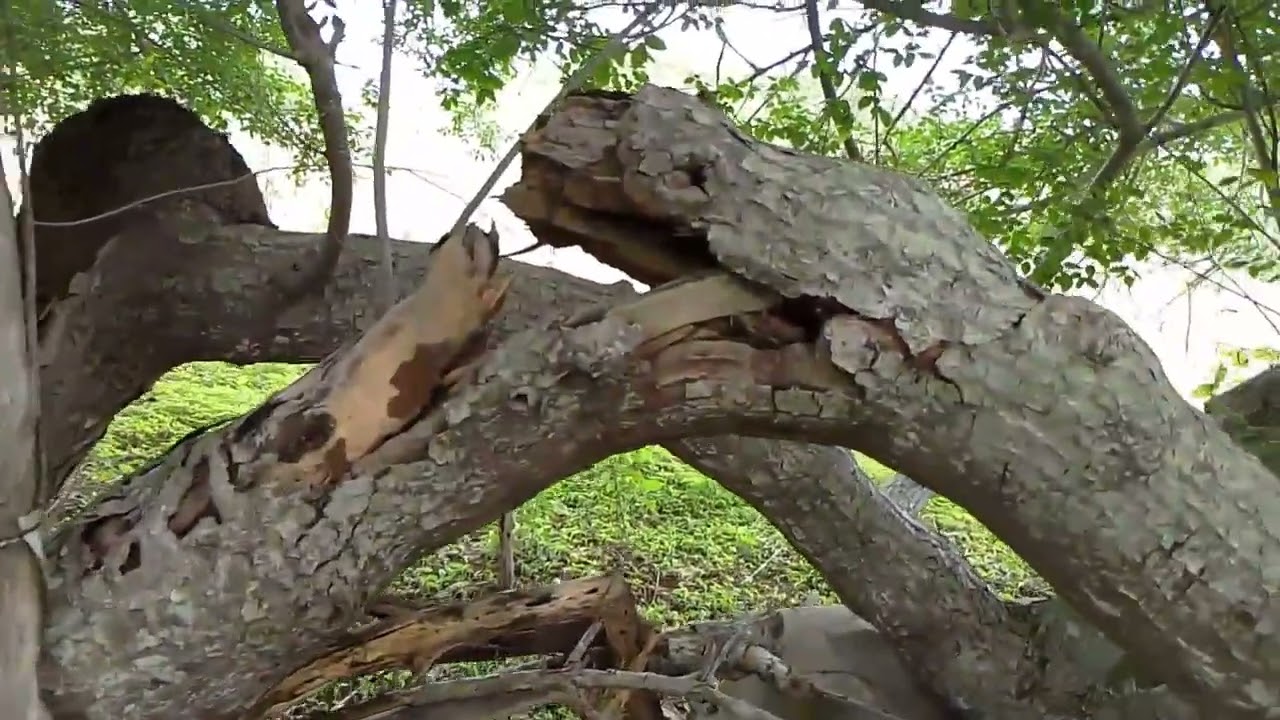 Olha como esse embuzeiro tá carregado, mostrando um pouco do sitio, pegando Embu.