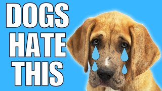 14 Things Dogs Hate That Humans Do (SHOCKING)