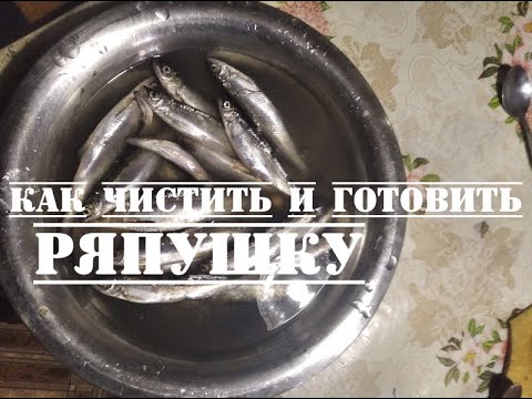 О рыбе Ряпушке   как чистить и готовить  Карелия, Заонежье