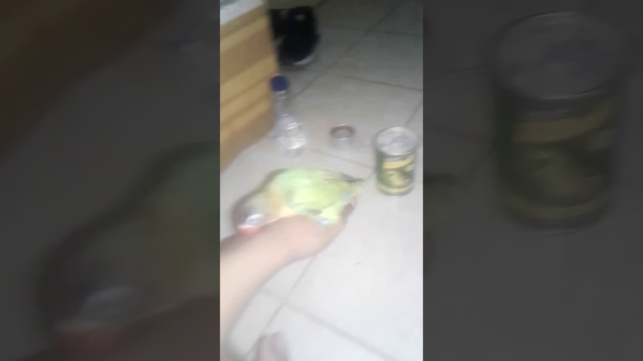Burung lb jinak 