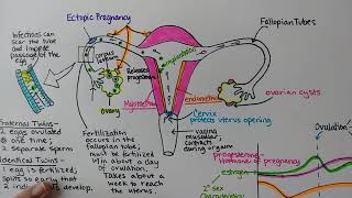 Female Reproductive System