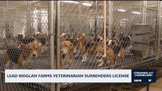 Lead Ridglan Farms veterinarian surrenders license