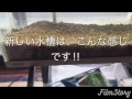 メダカとのくらしⅡ 普段の生活の中で、水槽がある喜び!メダカちゃんに、とても癒されています! メダカとのくらしⅡ 普段の生活の中で、水槽がある喜び!メダカちゃんに、とても癒されています!