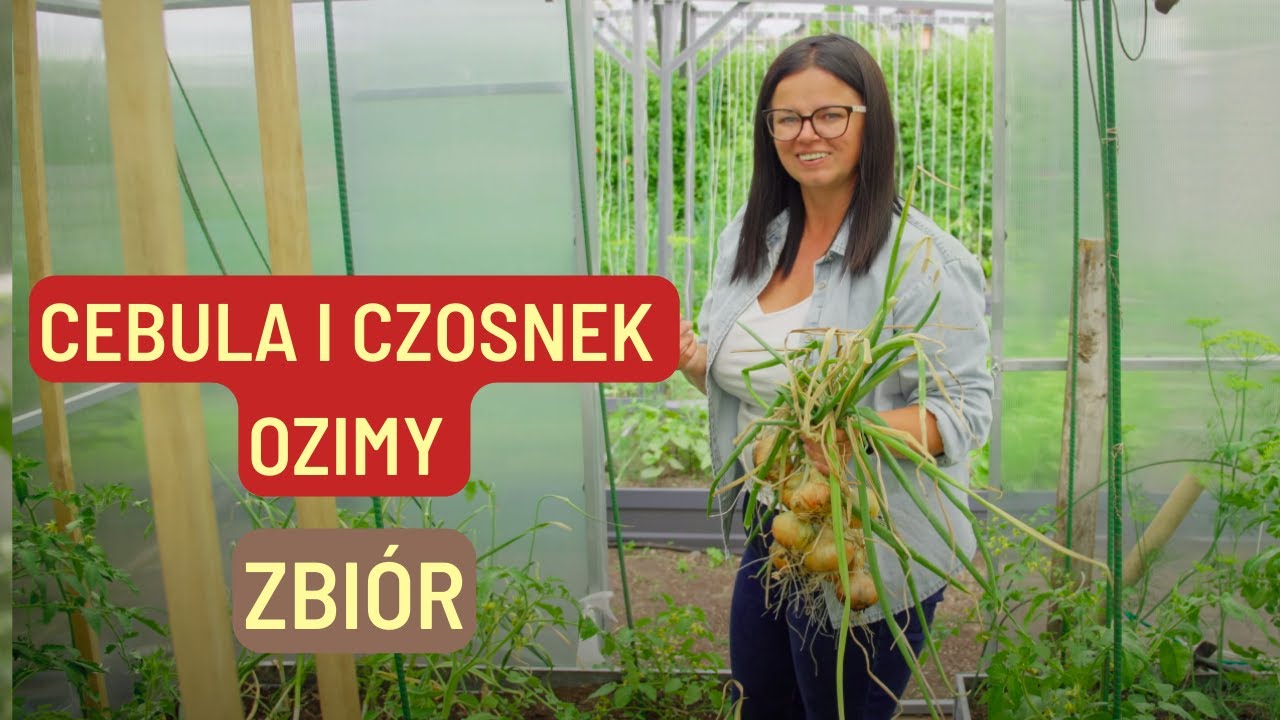 CEBULA I CZOSNEK OZIMY | ZBIÓR | Kasia in