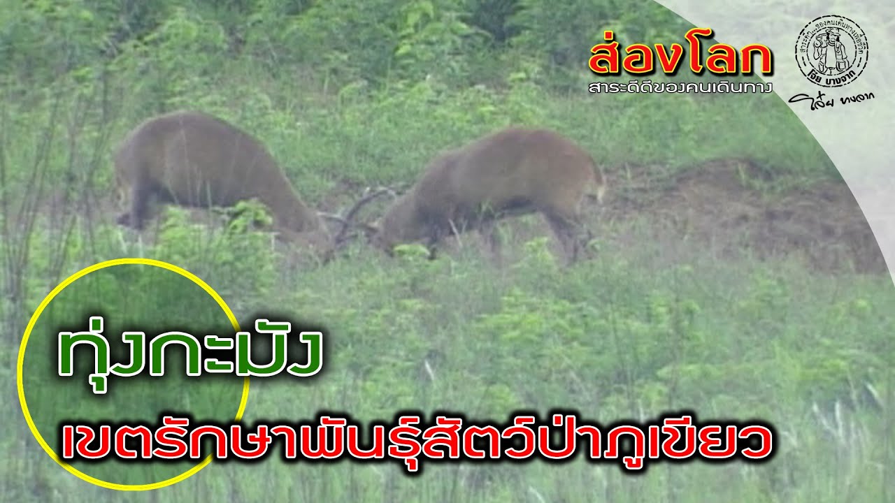 ส่องโลก (42-47) EP151 ส่องโลก ตอน ป่าภูเขียว (ออกอากาศ 05 พ.ย. 2545)
