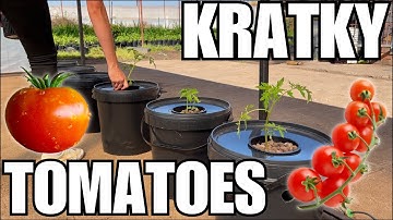 GROWING KRATKY HYDROPONIC TOMATOES 🍅 || How to set up a Kratky System EASY!