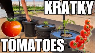 GROWING KRATKY HYDROPONIC TOMATOES  || How to set up a Kratky System EASY!