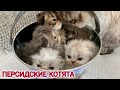 Персидские котята от рождения до 2 месяцев | Persian kittens from birth to 2 months | #котята