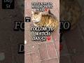 They Didn’t Go Hungry Today 🐾| Day 51 ❤️Feeding Street Cats daily #shorts #cat  #cats  #fyp #reels