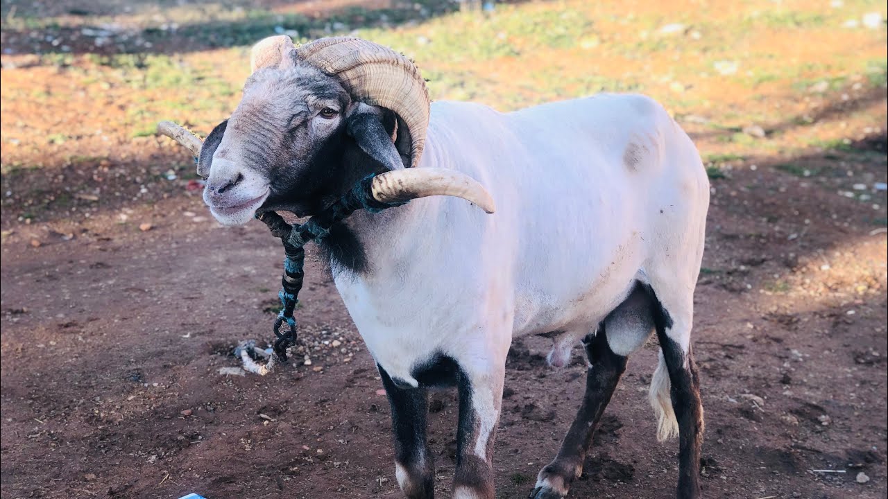 الباجي 👑 اسطورة الجزائر 🇩🇿 أضخم الكباش 😱