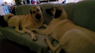 Kangal couch fun time! #kangal by Kangal Whisperer Mike 493 views 3 months ago 1 minute, 26 seconds