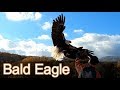 ハクトウワシの飛んでいる姿がかっこいい 那須どうぶつ王国 Bird Performance Show Bald Eagle