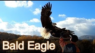 ハクトウワシの飛んでいる姿がかっこいい 那須どうぶつ王国 Bird Performance Show Bald Eagle