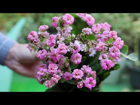 养长寿花，不用买花肥，“一个蛋”花开爆盆