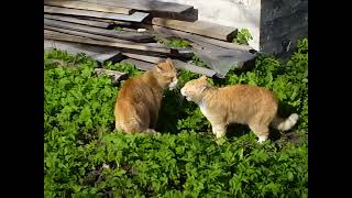 CATS Fight waifu2x 1920x1080 mp4 RealESRGAN x4plus