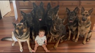7 Huge German Shepherd Dogs Protect Baby As If It's Their Puppy.