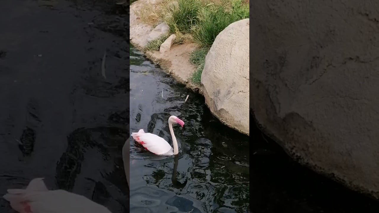 Flamingo al Al Ain Wildlife Park